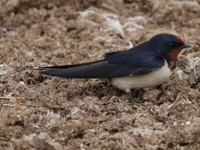 Hirondelle rustique