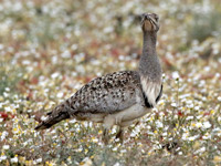 Outarde houbara