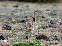 Outarde houbara