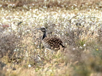 Outarde houbara
