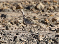 Outarde houbara