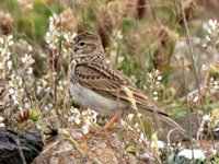 Alouette pispolette