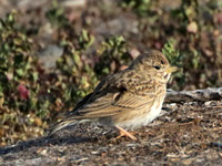 Alouette pispolette