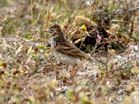 Alouette pispolette