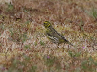 Serin cini