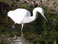 Aigrette gazette