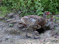 Faisan de Colchide