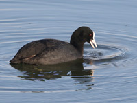 Foulque macroule