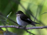 Gobemouche noir