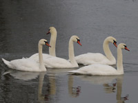 Cygne tuberculé