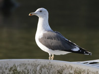 Goéland brun