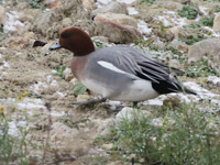 Canard siffleur