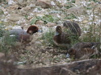 Canard siffleur
