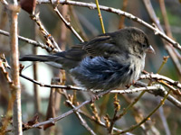 Moineau domestique