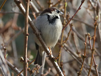 Moineau domestique