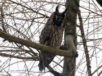 Hibou moyen-duc