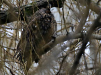 Hibou moyen-duc