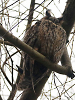 Hibou moyen-duc