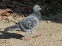 Pigeon biset domestique