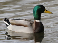 Canard colvert