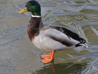 Canard colvert