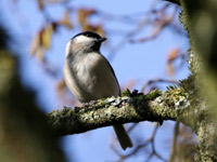 Mésange nonnette
