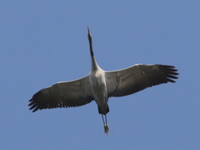 Grue cendrée