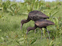 Ibis falcinelle