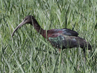 Ibis falcinelle