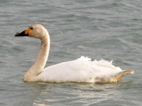 Cygne de Bewick