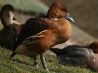 Dendrocygne fauve