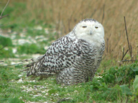 Harfang des neiges