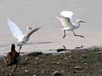 Aigrette garzette