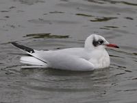 Mouette rieuse