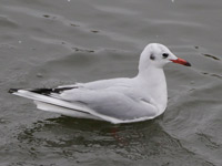 Mouette rieuse