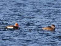 Nette rousse