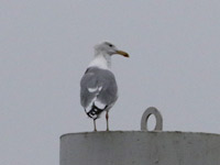 Goéland pontique