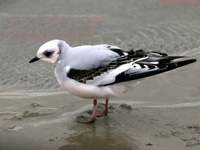 Mouette de Ross