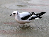 Mouette de Ross