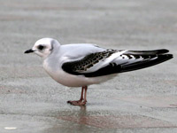 Mouette de Ross