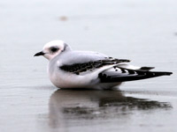 Mouette de Ross