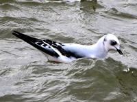 Mouette de Ross