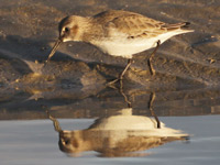Bécasseau variable