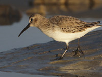 Bécasseau variable