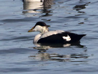 Eider à duvet