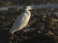 Aigrette garzette