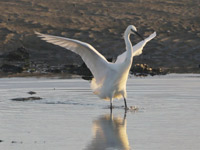 Aigrette garzette
