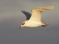 Mouette mélanocéphale