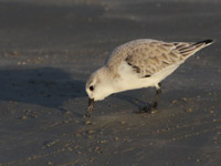 Bécasseau sanderling
