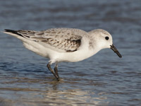 Bécasseau sanderling